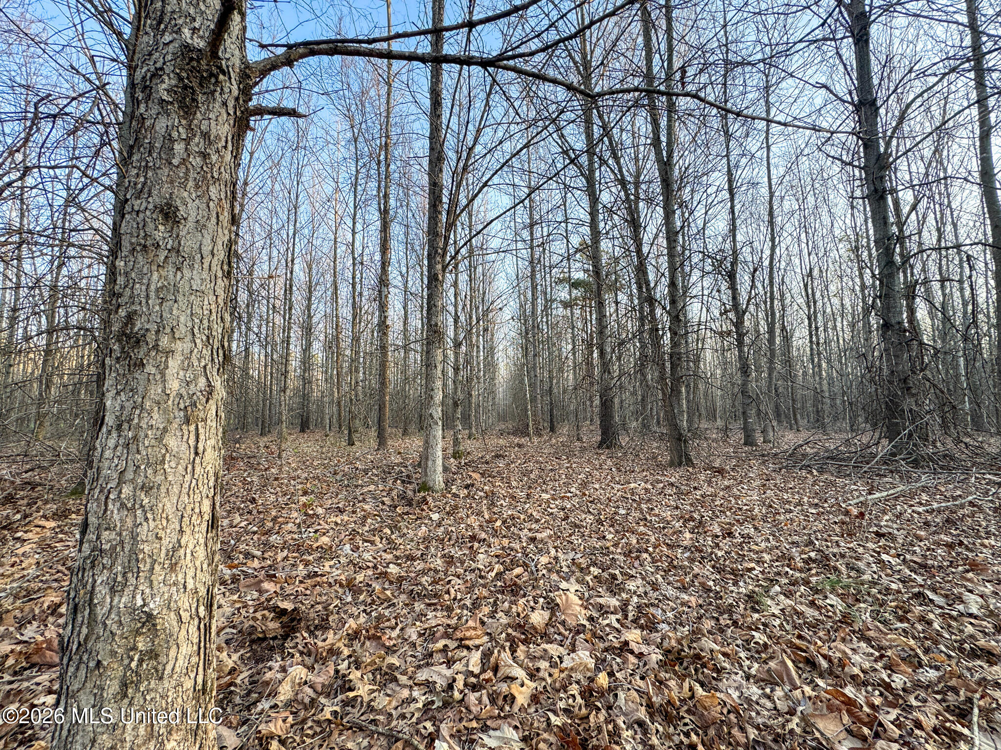 0 Dummyline Road Batesville, MS 38606 - Photo 70 of 73 Panola 164.7 SPI Land Ventures-70