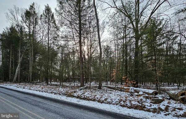 a view of a yard with trees