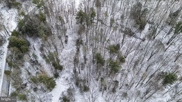a view of a forest with lots of trees