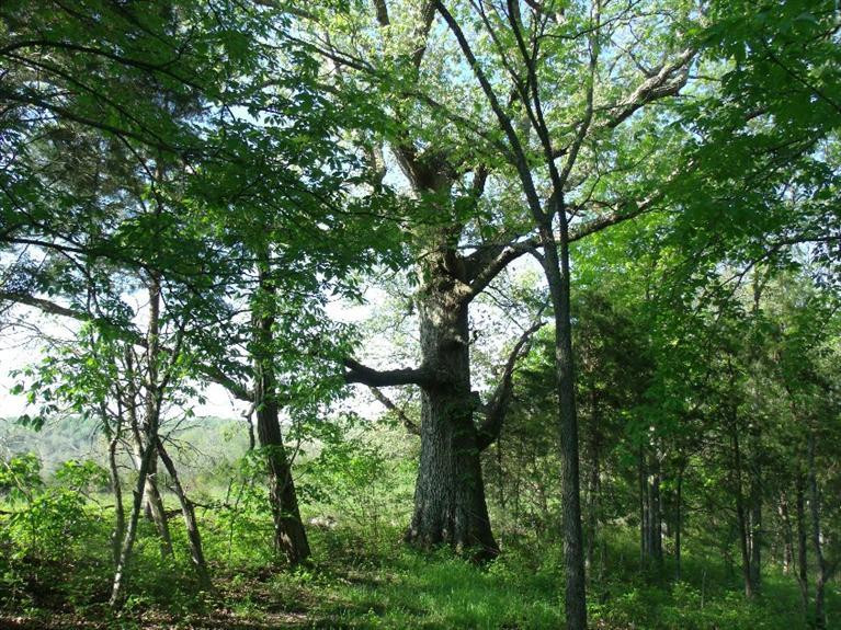 2 Hoophole Road Lawrenceburg, KY 40342 - Photo 8 of 25 Photo 8