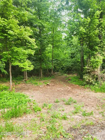 a view of a backyard with large trees
