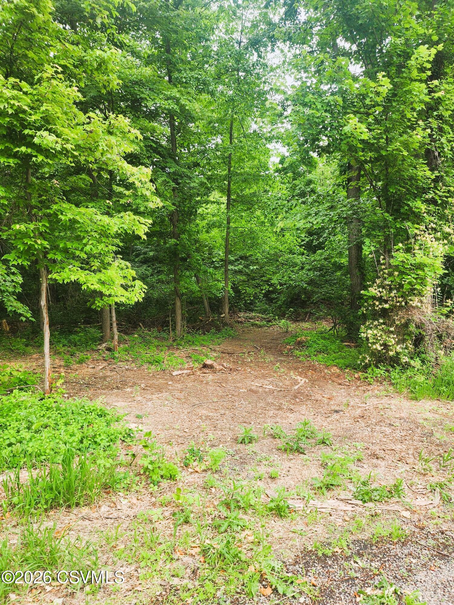 Lot #1 Shamrock Road Paxinos, PA 17860 - Photo 1 of 3 a view of a backyard with large trees