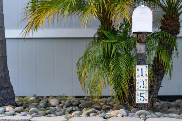 a view of a palm plant with a palm tree