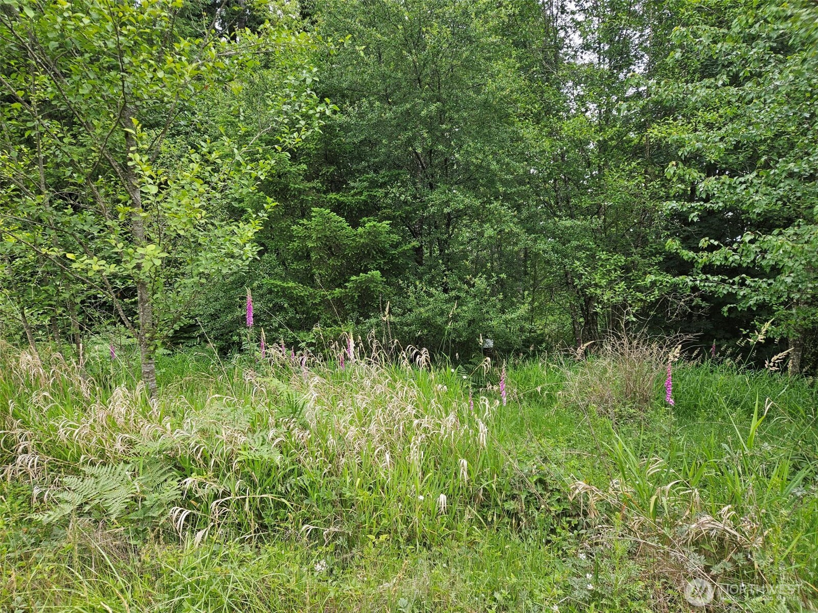 5033 Polehn Road Southwest Rochester, WA 98579 - Photo 2 of 15 a view of a lush green forest