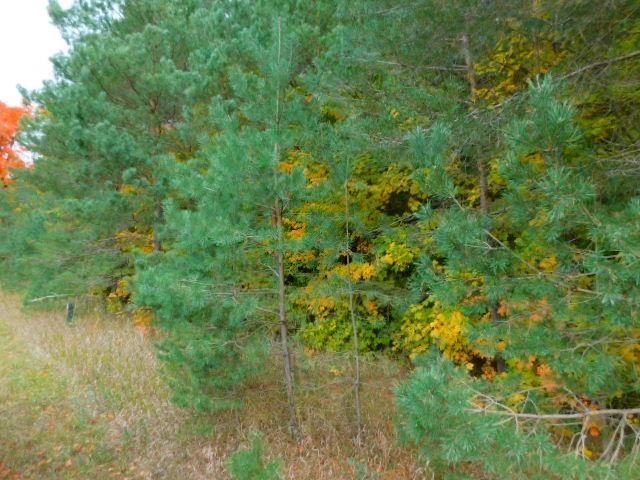 North Sharon Road Kalkaska, MI 49646 - Photo 4 of 9 Gallery Image 4