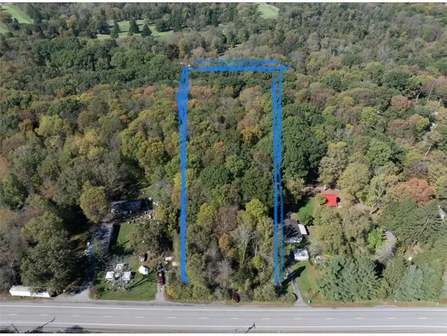 a view of a yard with plants and large trees