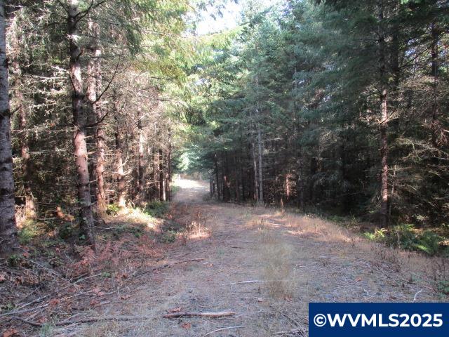 Lot 900-901 Hazelnut Ridge Road Scotts Mills, OR 97375 - Photo 16 of 23 Gallery Image 16