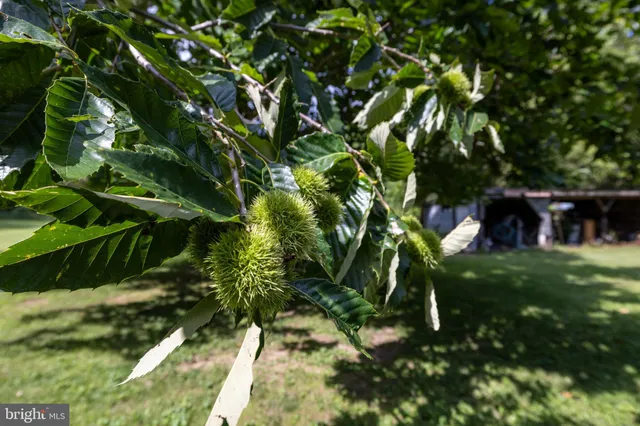 $549,900 | 2903 Dry Run Road, Luray, VA 22835