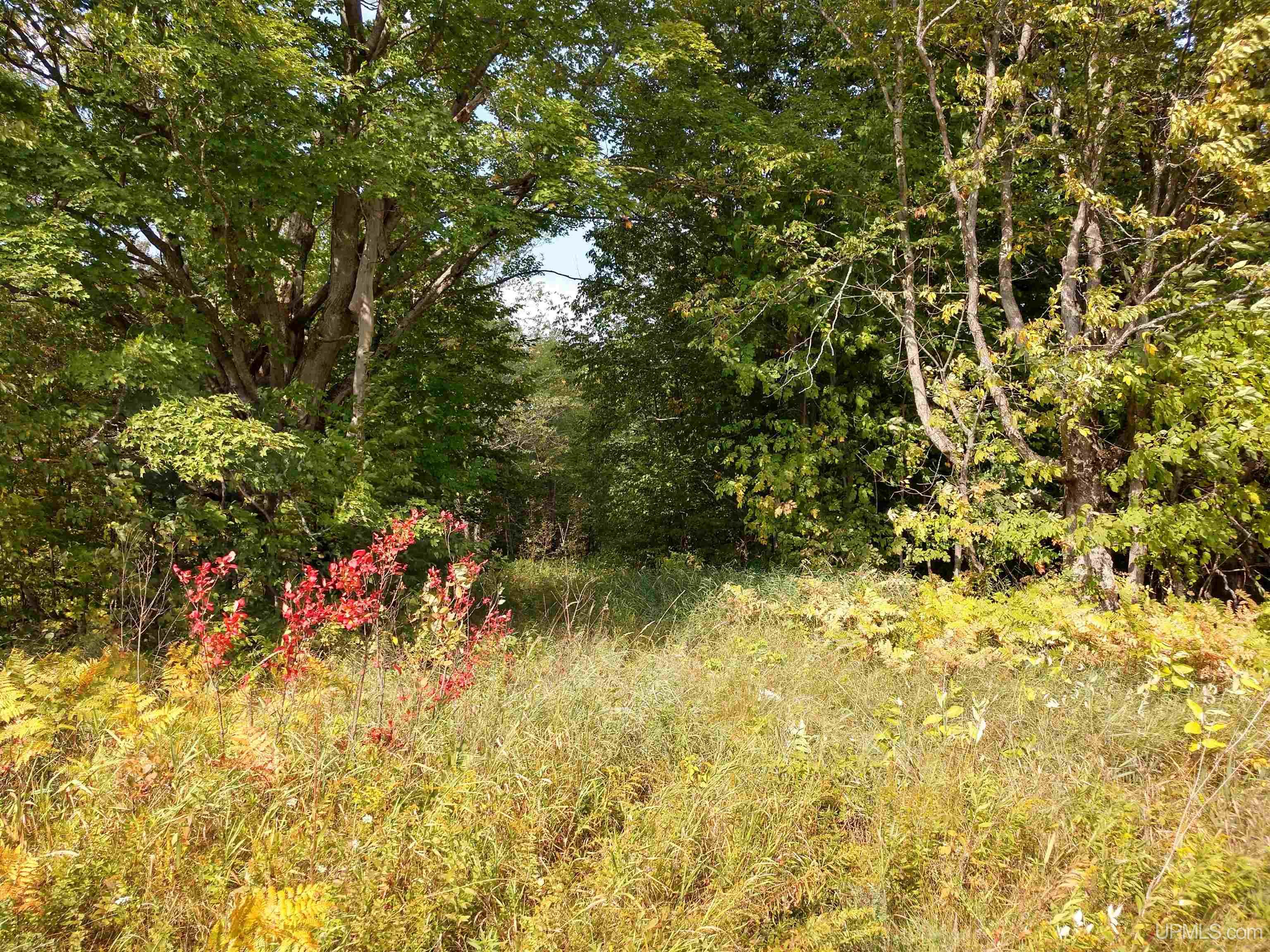 421-acres Lang Road Gulliver, MI 49840 - Photo 10 of 31 Gallery Image 10