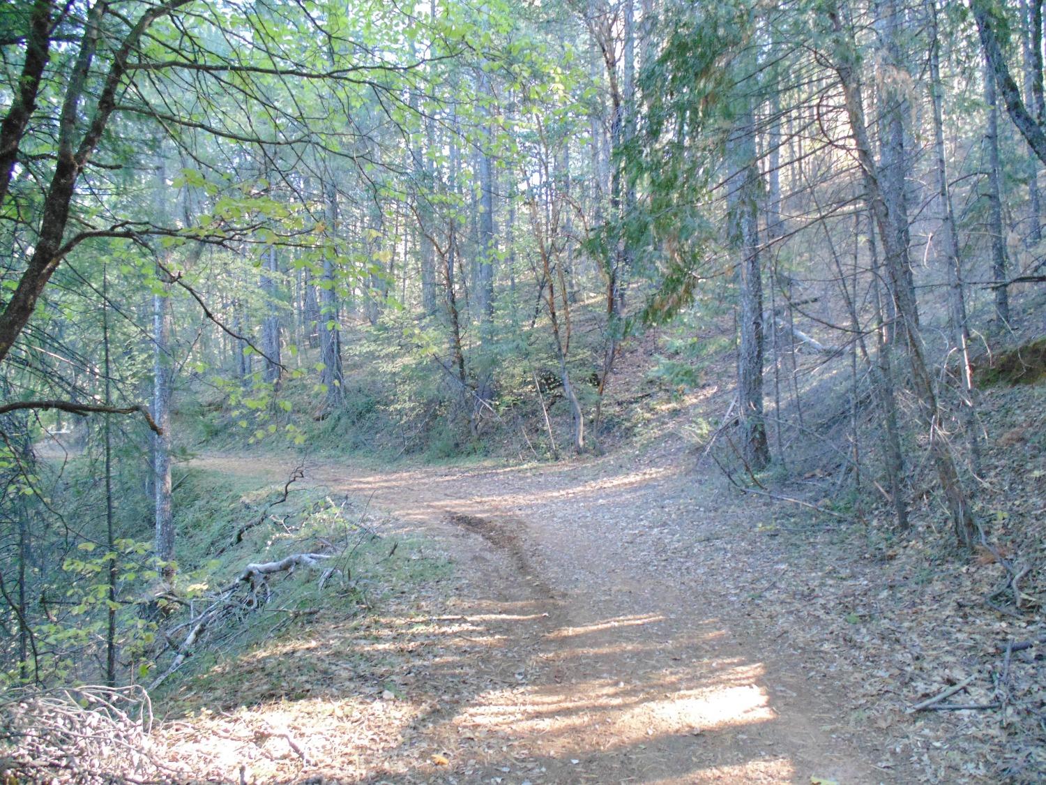 35 Balderston Road Georgetown, CA 95634 - Photo 33 of 37 a view of a forest with trees