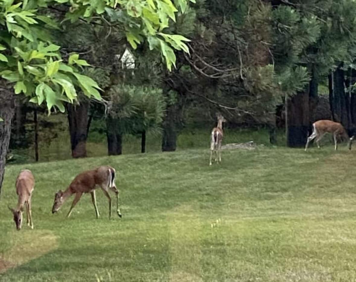 6835 West Deer Road Mears, MI 49436 - Photo 48 of 58 IMG_7013