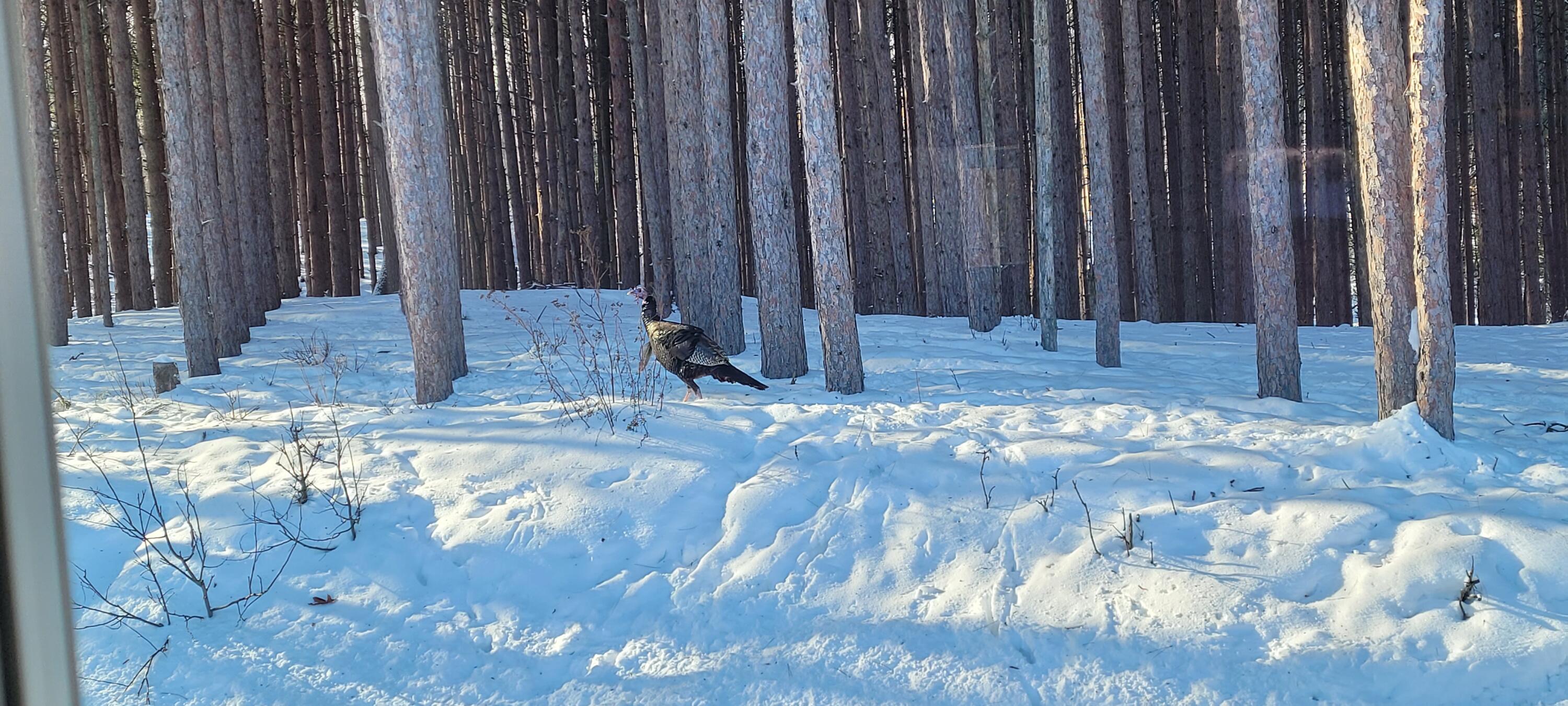 6835 West Deer Road Mears, MI 49436 - Photo 52 of 58 20260206_152810