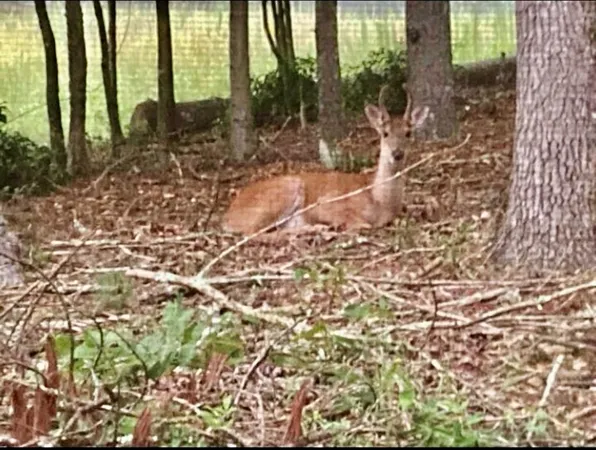 $229,000 | 30 Zoe Hl Drive, Murphy, NC 28906