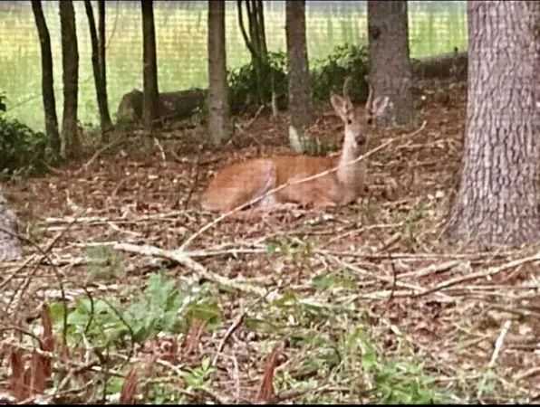 $229,000 | 30 Zoe Hl Drive, Murphy, NC 28906