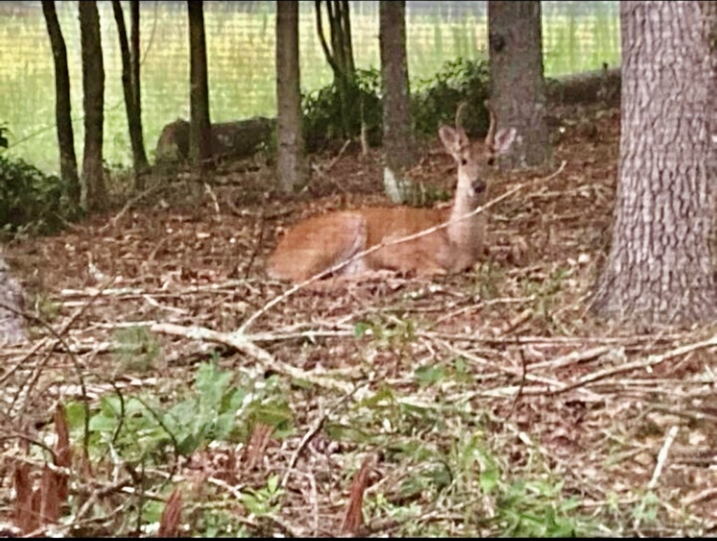 30 Zoe Hl Drive Murphy, NC 28906 - Photo 7 of 41 a backyard of a house with lots of green space and outdoor seating