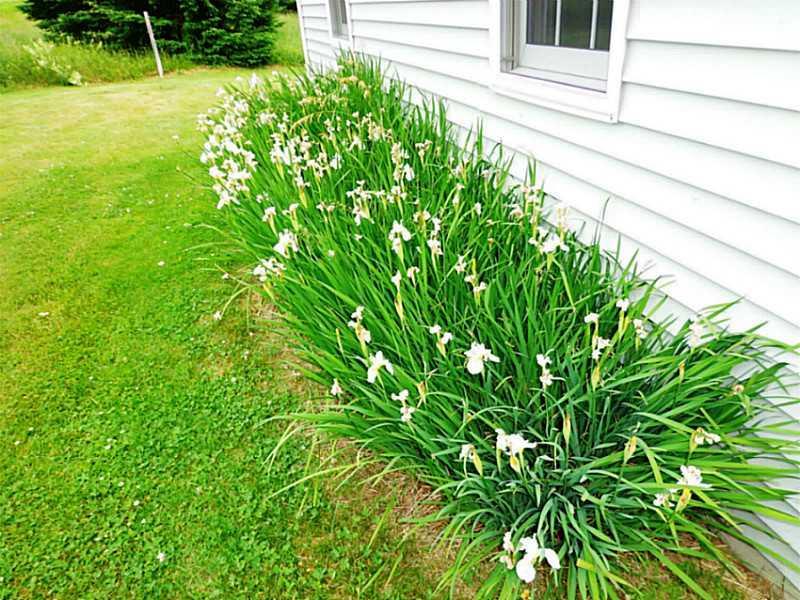 159 Holmes Road Scarborough, ME 04074 - Photo 32 of 35 Yard/Garden.