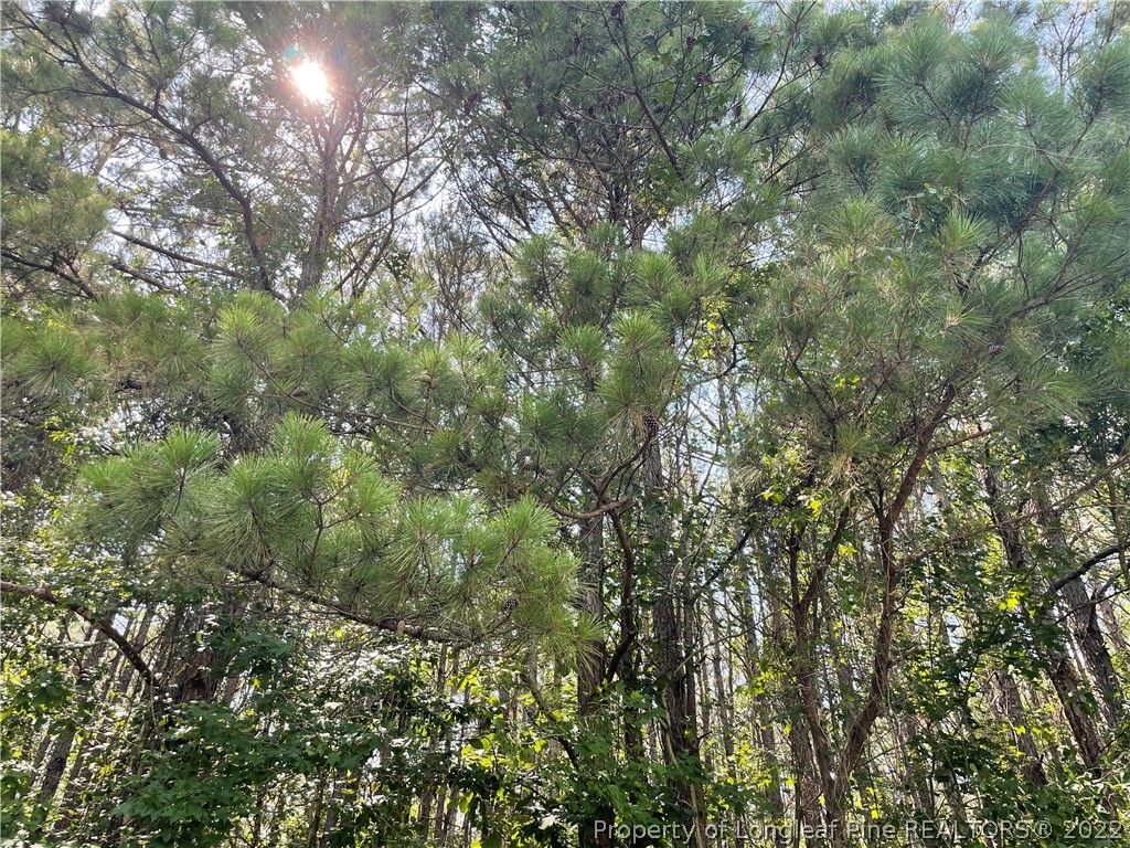 Ayers Road Rowland, NC 28383 - Photo 2 of 4