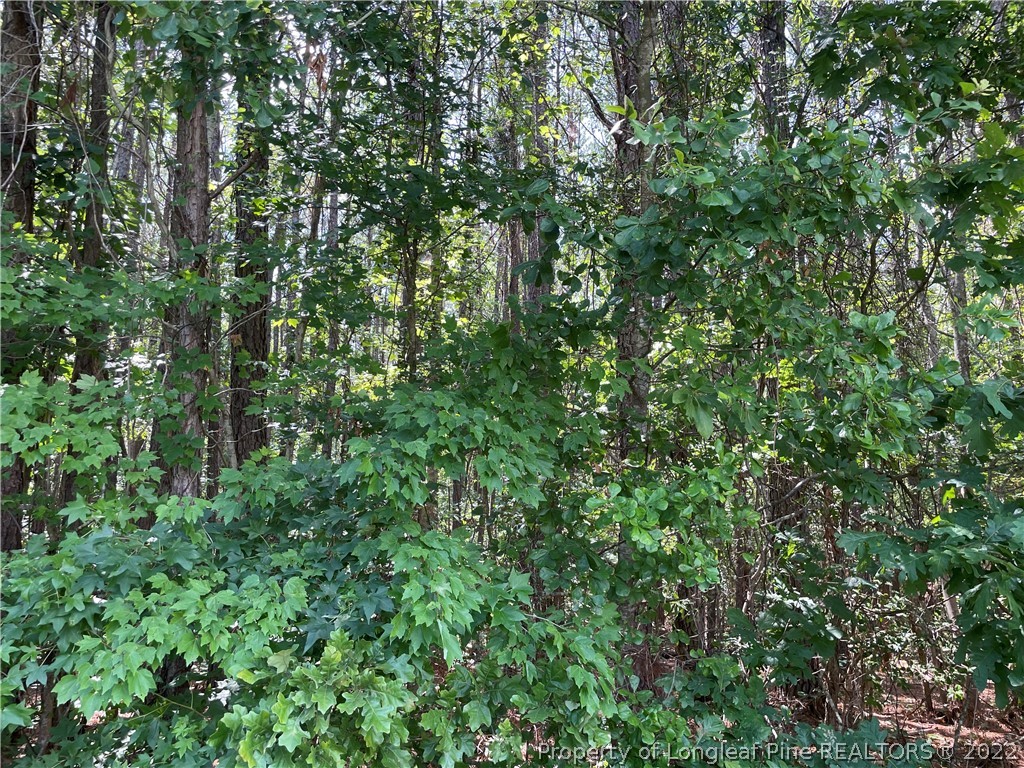 Ayers Road Rowland, NC 28383 - Photo 3 of 4