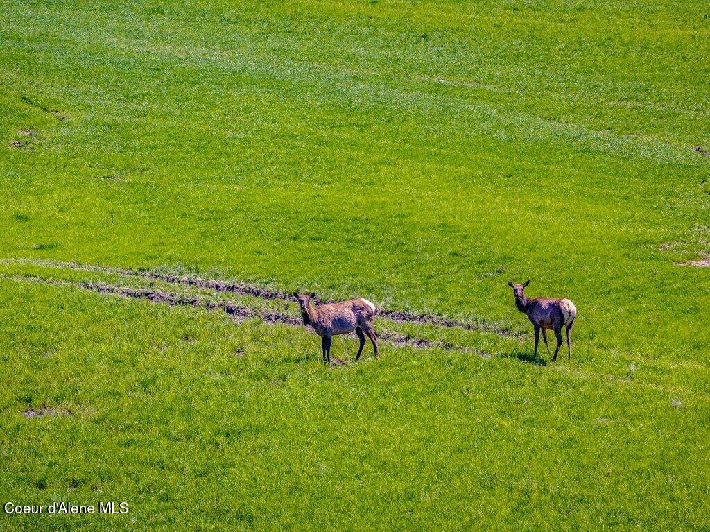 Nka West Rolling Hills Road Worley, ID 83876 - Photo 16 of 55 Wildlife