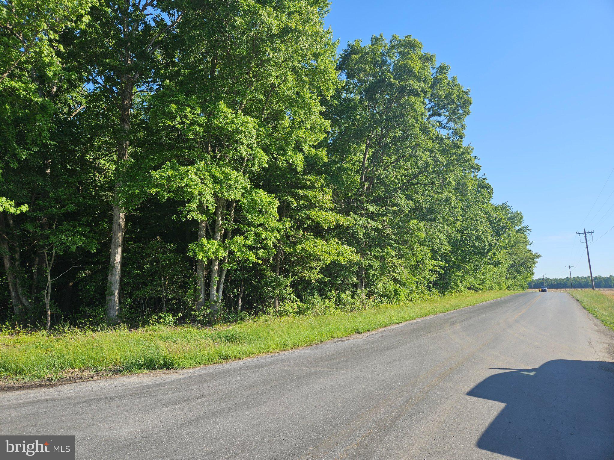Lot 4 River Road Greensboro, MD 21639 - Photo 6 of 8 Lush greenery lining a tranquil road.