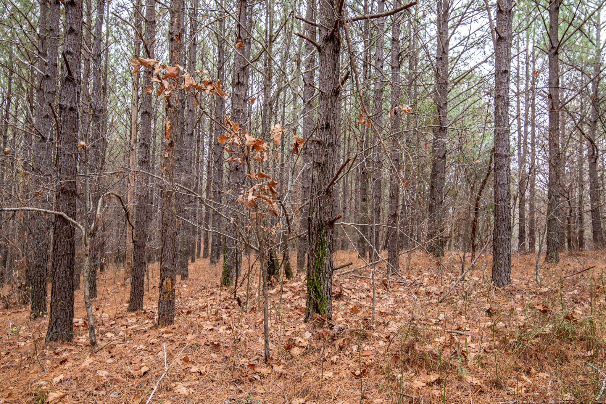 0 Brush Creek Road Linden, TN 37096 - Photo 21 of 22 a view of a yard with trees