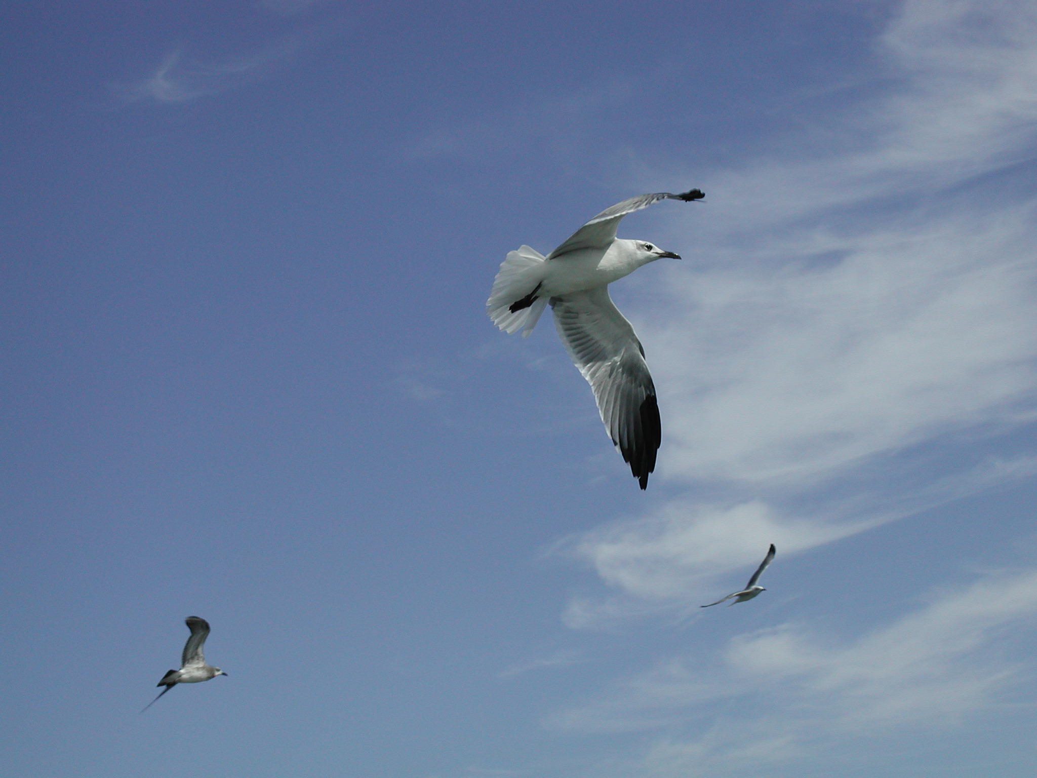 323 Dupre Road McClellanville, SC 29458 - Photo 24 of 27 seagull 2
