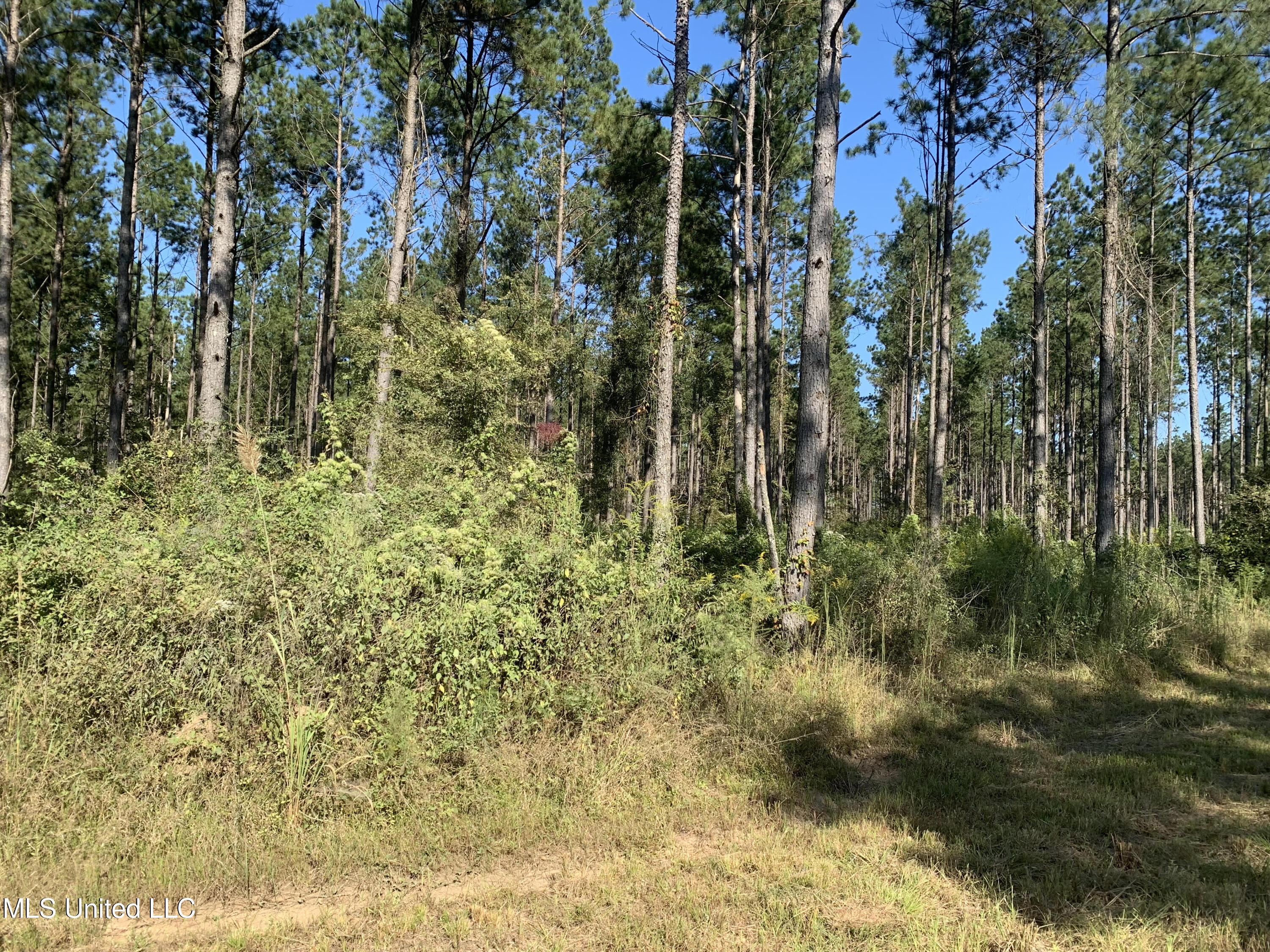 1 Ponderosa Road Lawrence, MS 39336 - Photo 3 of 12 Newton 160 3