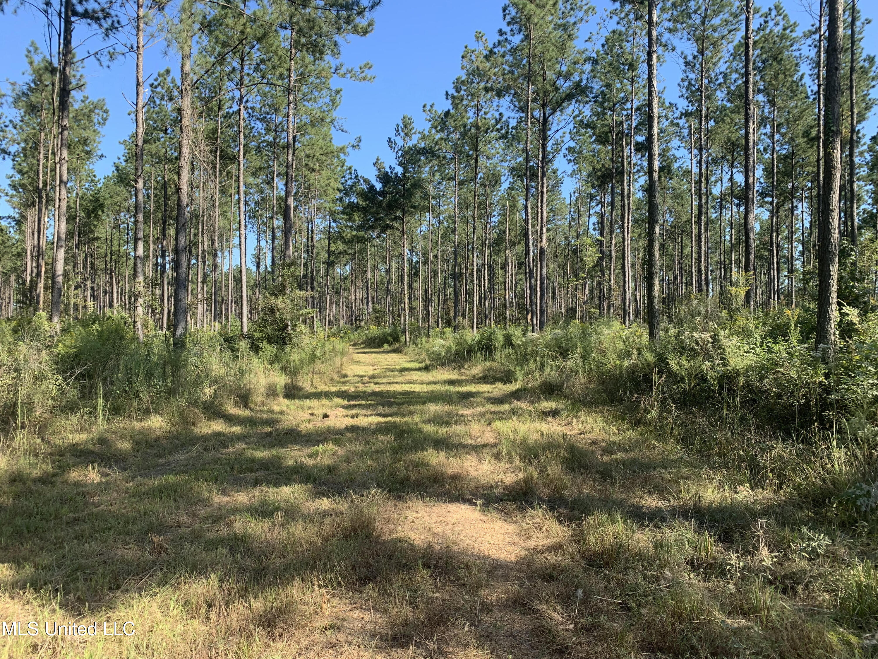 1 Ponderosa Road Lawrence, MS 39336 - Photo 4 of 12 Newton 160 4
