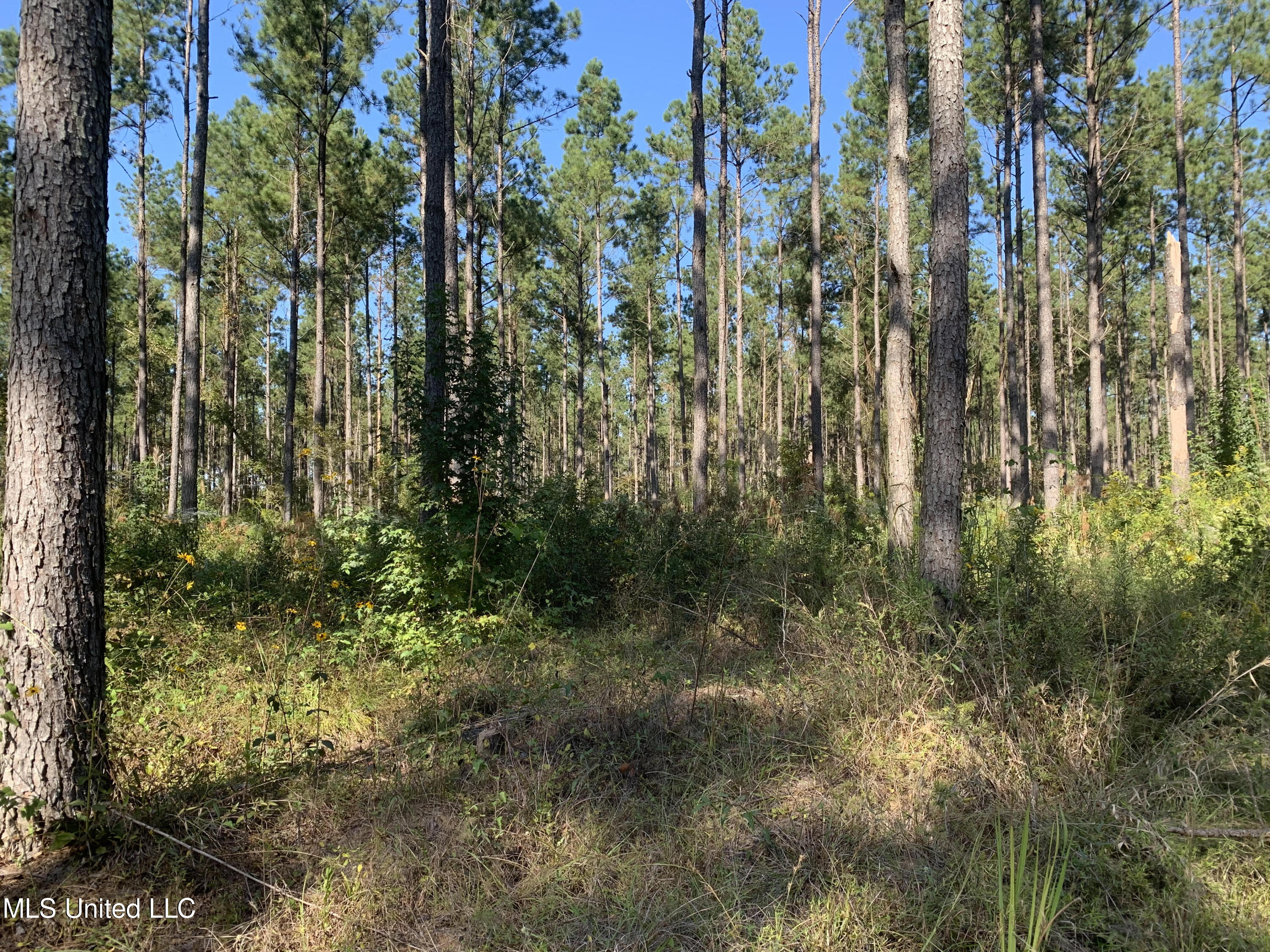 1 Ponderosa Road Lawrence, MS 39336 - Photo 5 of 12 Newton 160 5