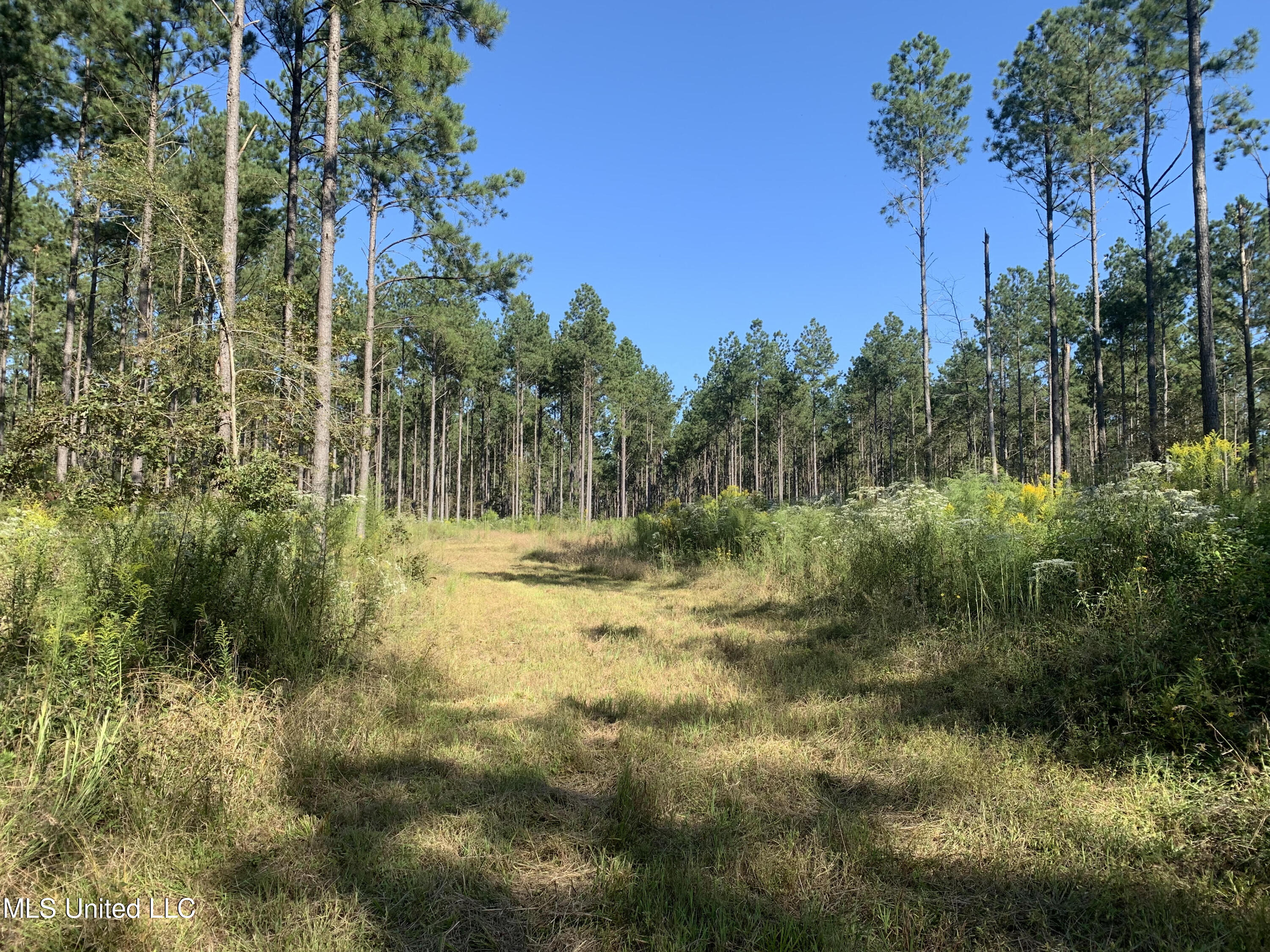 1 Ponderosa Road Lawrence, MS 39336 - Photo 6 of 12 Newton 160 6