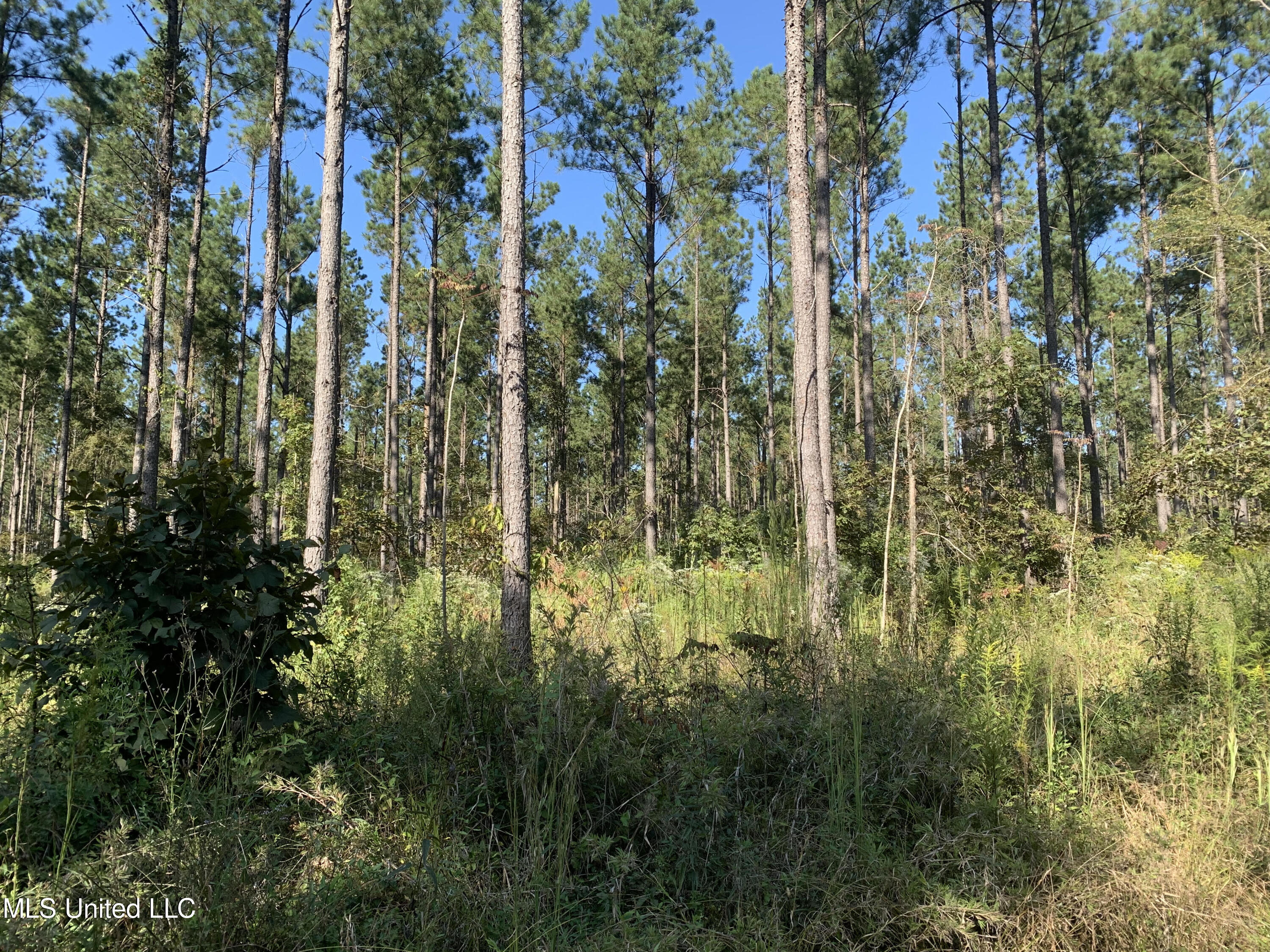 1 Ponderosa Road Lawrence, MS 39336 - Photo 7 of 12 Newton 160 7