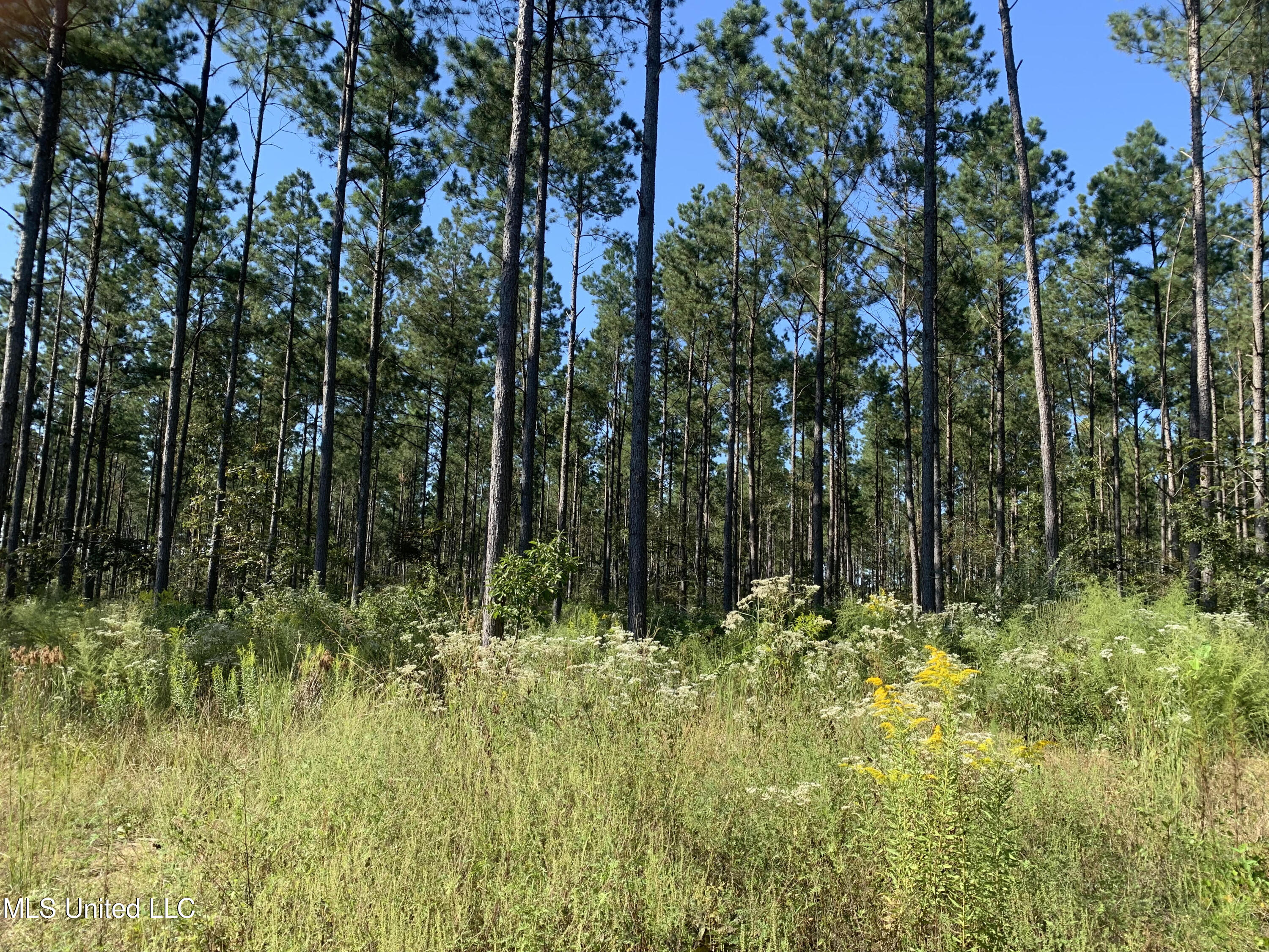 1 Ponderosa Road Lawrence, MS 39336 - Photo 8 of 12 Newton 160 8