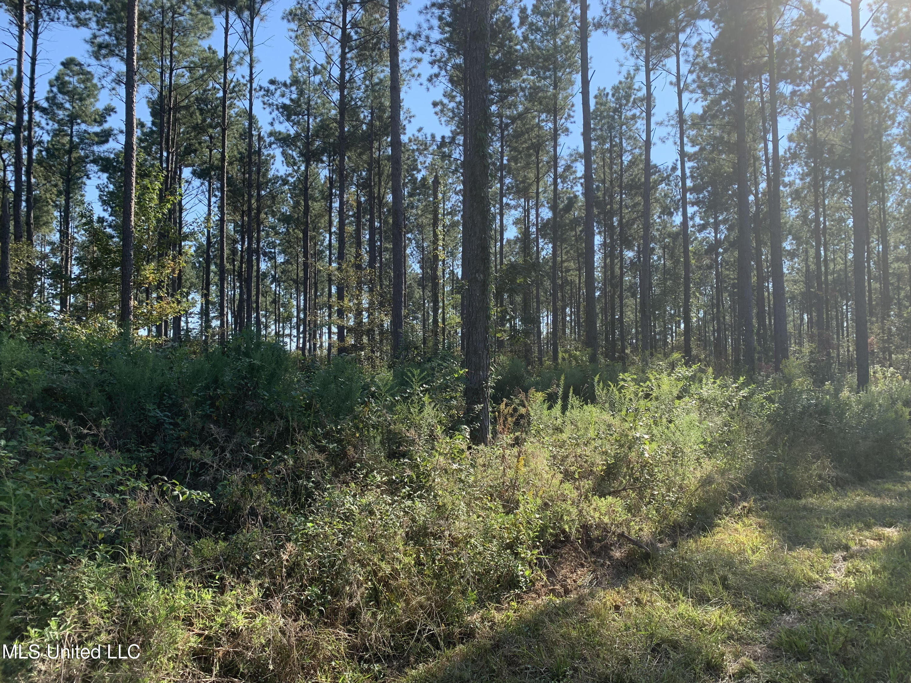 1 Ponderosa Road Lawrence, MS 39336 - Photo 10 of 12 Newton 160 10