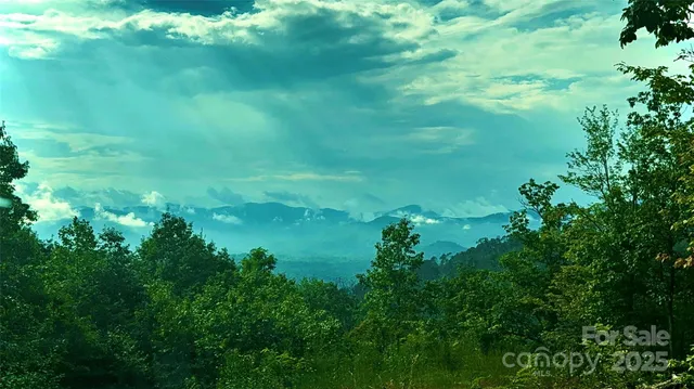 a view of a lush green space