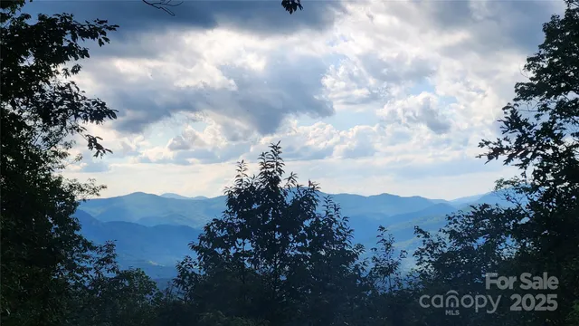 a view of a bunch of trees and bushes