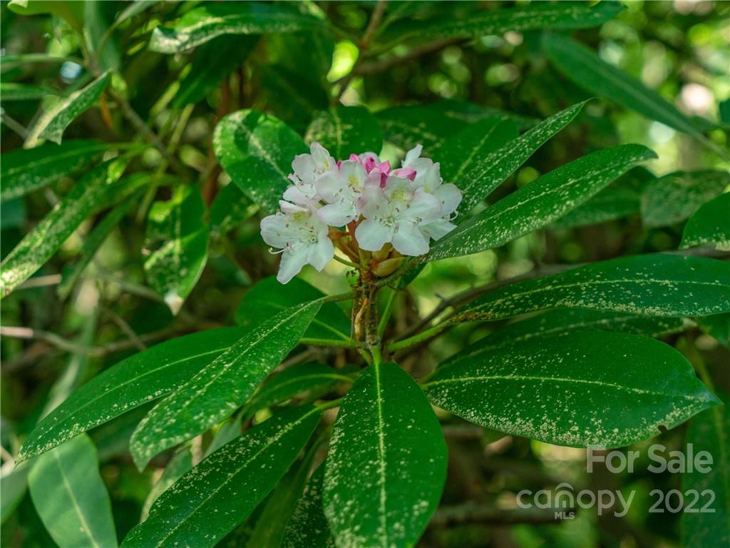99999 Dode Whitaker Road Fairview, NC 28730 - Photo 11 of 28 Gallery Image 11