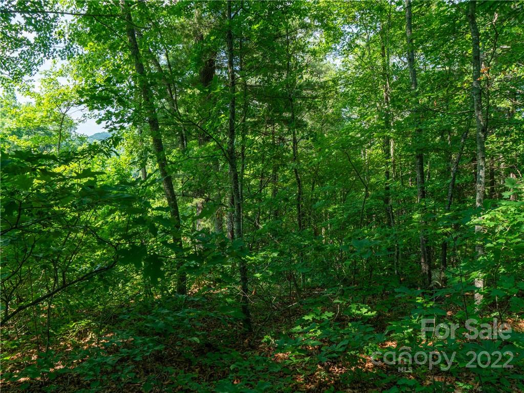 99999 Dode Whitaker Road Fairview, NC 28730 - Photo 9 of 28 Gallery Image 9