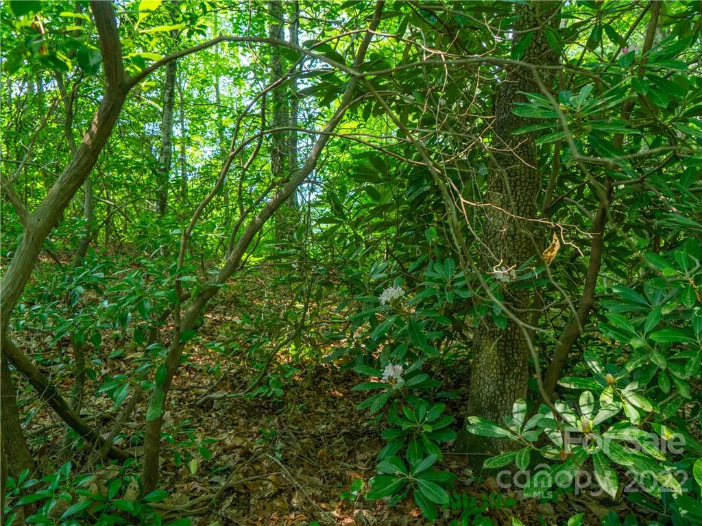 99999 Dode Whitaker Road Fairview, NC 28730 - Photo 10 of 28 Gallery Image 10