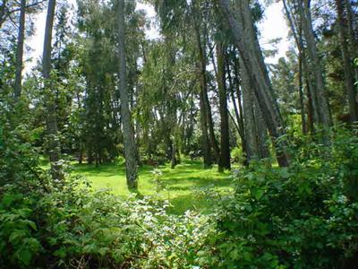 7259 Witter Road Sebastopol, CA 95472 - Photo 1 of 11 a backyard of a house with lots of green space
