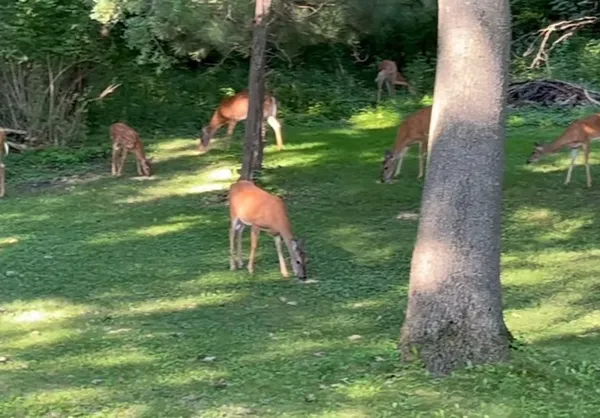 a view of a yard with a tree