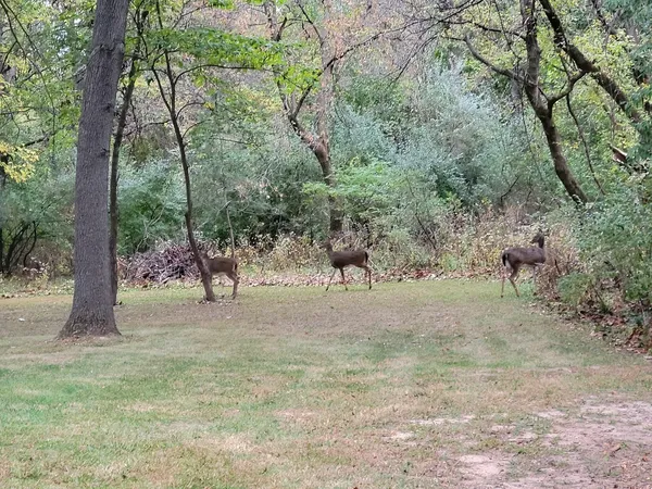 a view of a yard with plants and trees