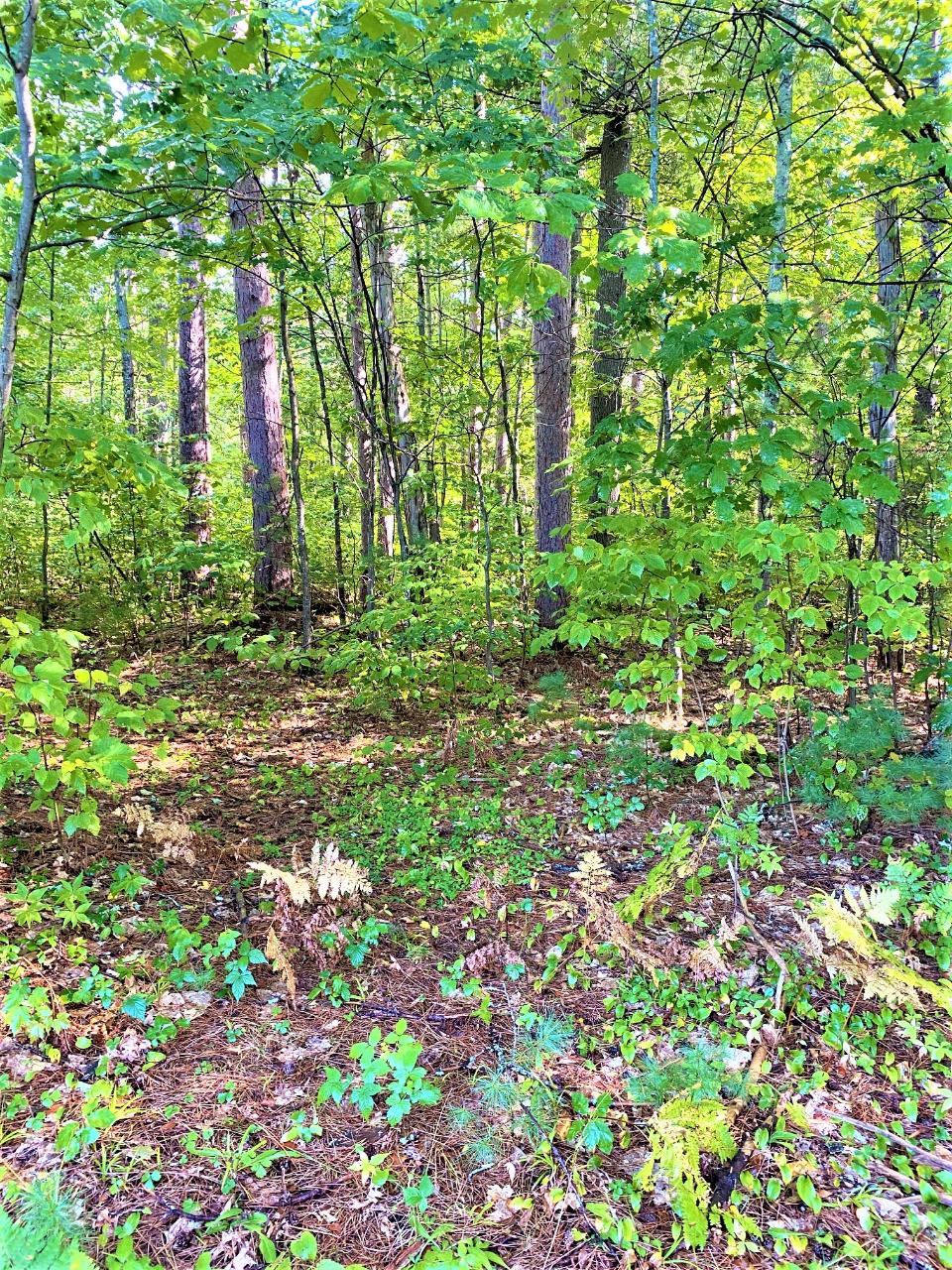 Lot 2 Deer Park Road Manitowish Waters, WI 54545 - Photo 2 of 8 Gallery Image 2