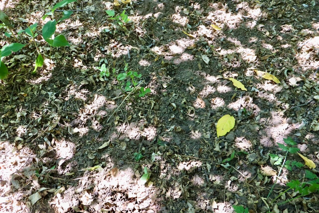 4718 Church Road Six Lakes, MI 48886 - Photo 22 of 76 022