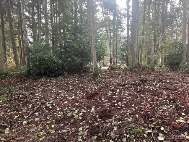 a view of a forest that has large trees