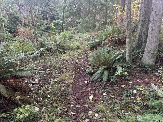 a view of a forest with a tree