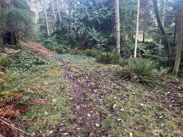 a view of a forest with trees