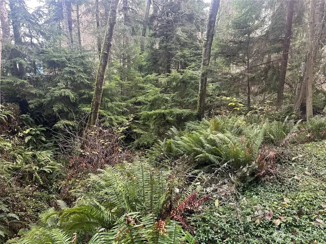 a view of a forest with a tree