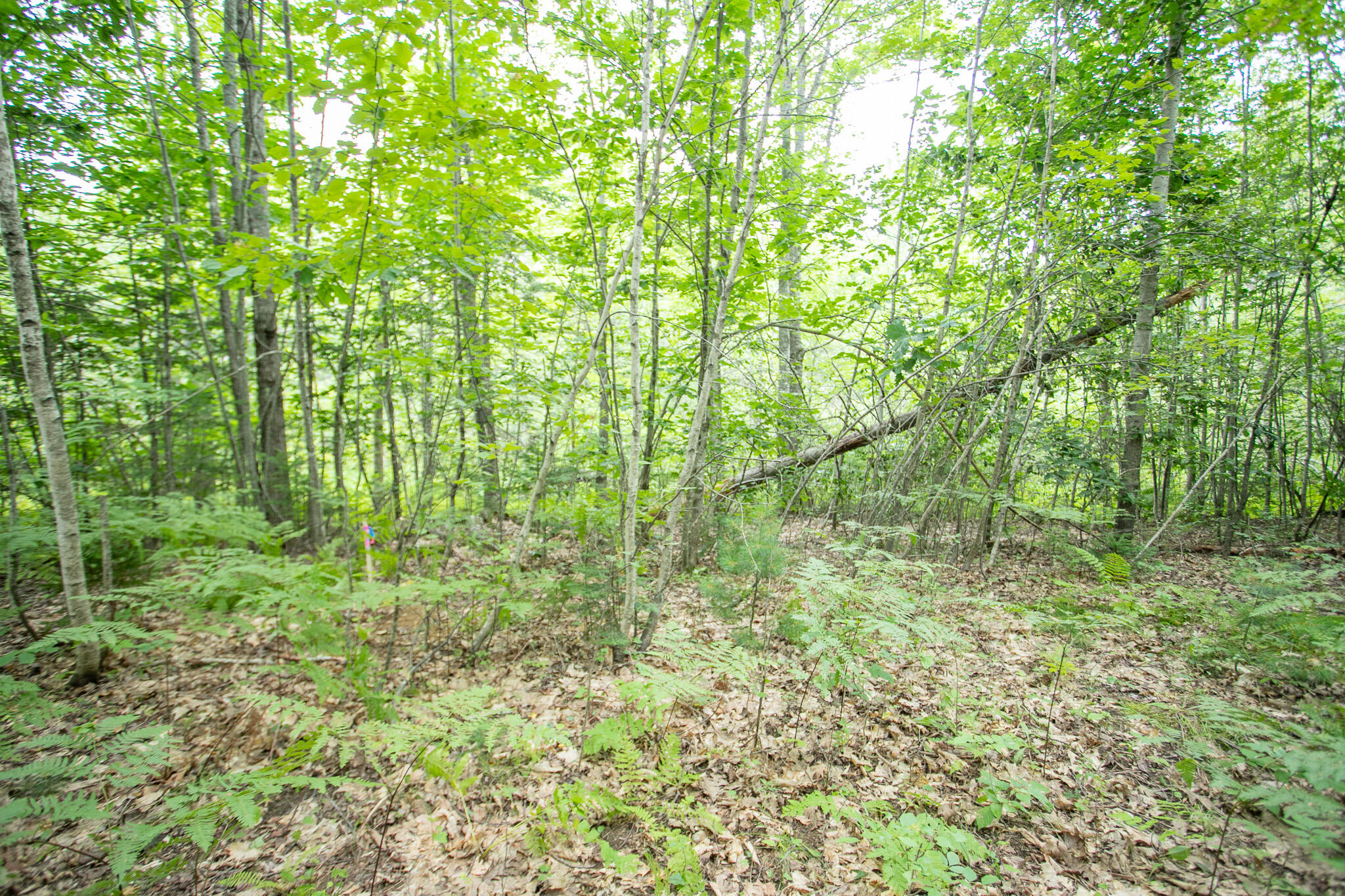 Lot 44-6 Five Road Carmel, ME 04419 - Photo 12 of 21 IMG_0462