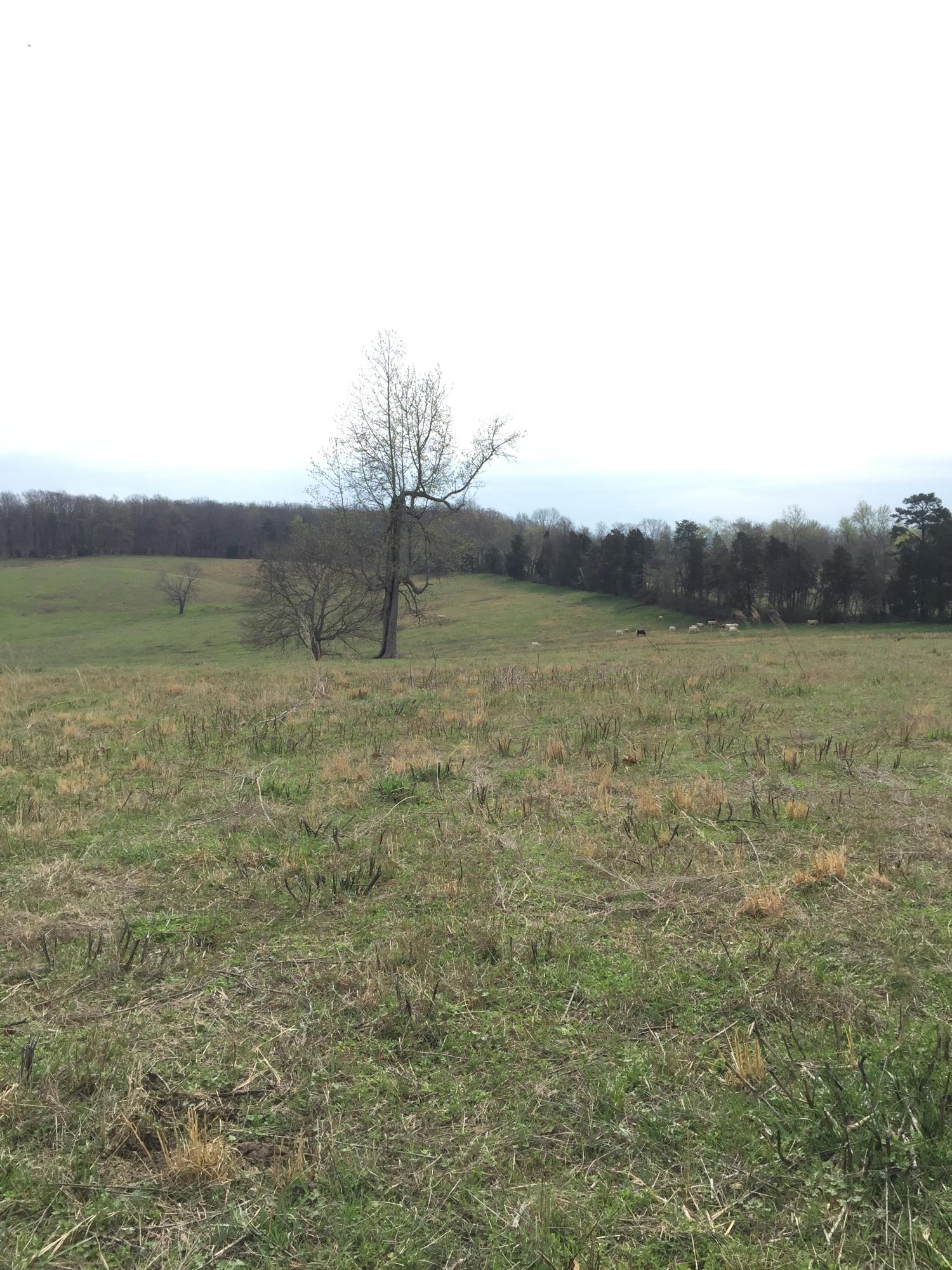 Erie Road Sweetwater, TN 37874 - Photo 6 of 29 IMG_3217