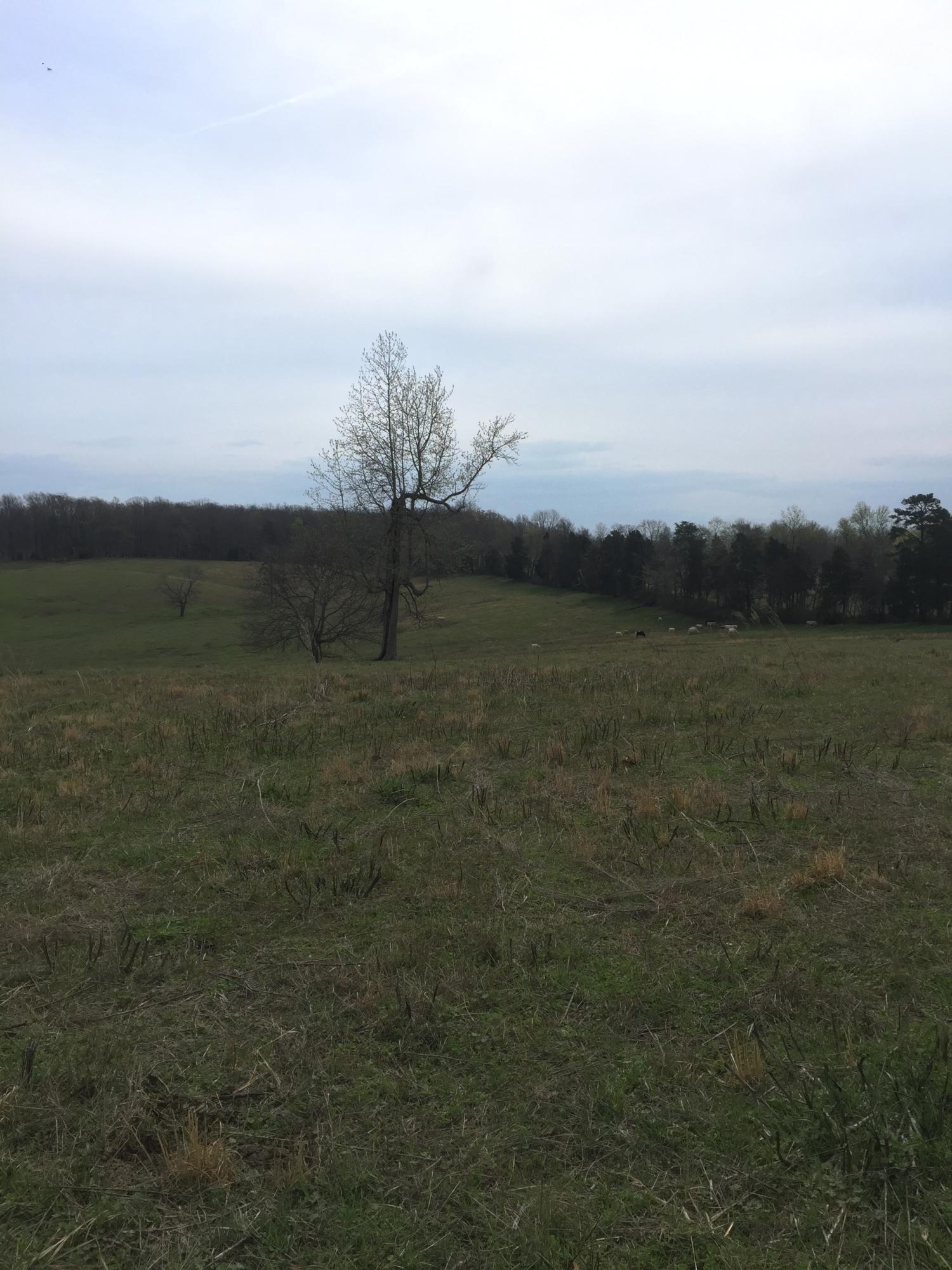 Erie Road Sweetwater, TN 37874 - Photo 7 of 29 IMG_3218